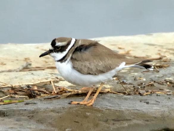 動物図鑑・イカルチドリ